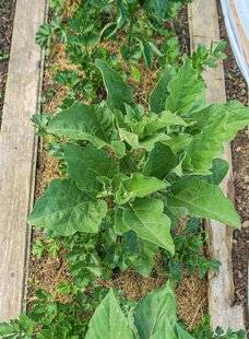 Hors-Séries 250 Plus de légumes sur moins de place