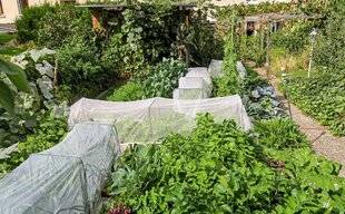 Hors-Séries 250 Insectes : désirables ou pas ?