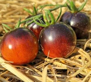 Hors-Séries 250 La tomate