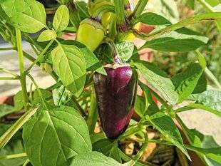 Hors-Séries 250 Le poivron et l'aubergine