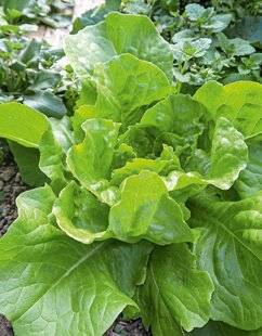 Hors-Séries 250 La laitue et la chicorée