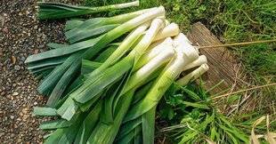 Hors-Séries 250 Le poireau