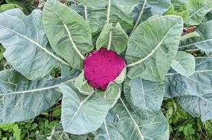 Hors-Séries 250 Le chou-fleur