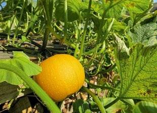 Hors-Séries 250 La courgette, la courge et le concombre