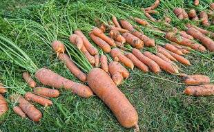 Hors-Séries 250 La carotte