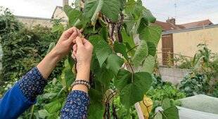 Hors-Séries 250 Le haricot