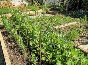 Hors-Séries 250 Le pois