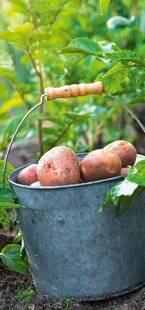 Hors-Séries 250 La pomme de terre