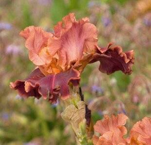 Hors-Séries 250 Les iris pour terrain sec, jardin de gravier, rocaille