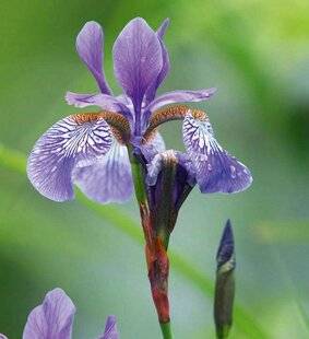 Hors-Séries 250 Les iris pour terrain frais ou les pieds dans l'eau