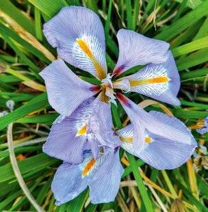 Hors-Séries 250 Les iris nains