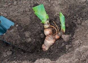 Hors-Séries 250 Trois conseils pour bien planter les iris