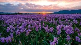 Hors-Séries 250 L'Iris pallida, l'or bleu de la parfumerie