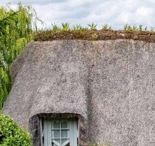 Hors-Séries 250 Des iris sur les chaumières en Normandie ?