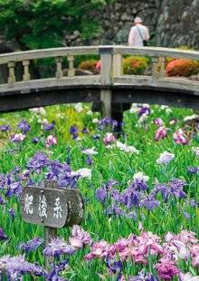 Hors-Séries 250 L'iris, une des fleurs préférées des Japonais