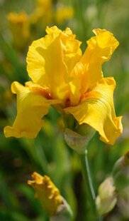 Hors-Séries 250 Une promesse de bonheur !