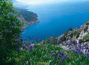 Hors-Séries 250 La fleur nationale de la Croatie et de la Jordanie