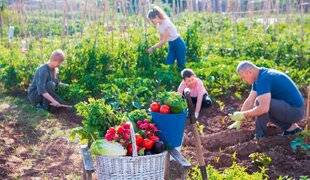 Hors-Séries 250 Liste des fournisseurs de plantes et d'outils