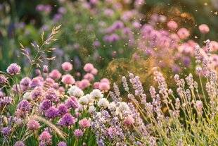 Hors-Séries 251 Bien vivre dans son jardin avec une allergie au pollen