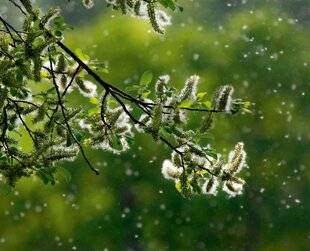 Hors-Séries 251 LE POLLEN : AU CŒUR DU PROBLÈME