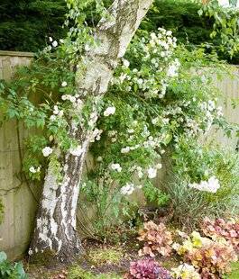 Hors-Séries 251 REPENSER SON JARDIN : RÉDUIRE LES PLANTES ANÉMOPHILES