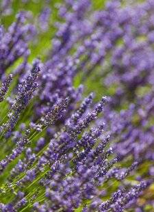 Hors-Séries 251 LES FLEURS ET LES VIVACES ADAPTÉES