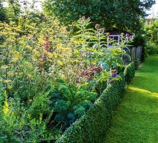 Hors-Séries 251 Du jardin à la cuisine, les aromatiques sont fantastiques !
