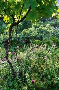 Hors-Séries 251 LES AROMATIQUES AU JARDIN