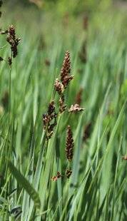 Hors-Séries 251 L'HERBE AUX BISONS (HIEROCHLOE ODORATA)
