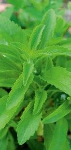 Hors-Séries 251 LA PLANTE À SUCRE (STEVIA REBAUDIANA)