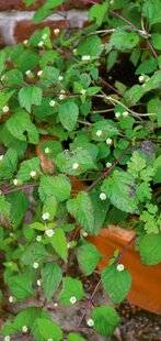 Hors-Séries 251 L'HERBE SUCRÉE DES AZTÈQUES (LIPPIA DULCIS)