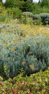 Hors-Séries 251 LA PLANTE CURRY (HELICHRYSUM ITALICUM)