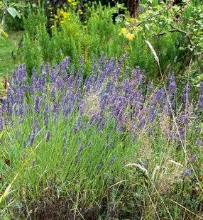 Hors-Séries 251 LA LAVANDE (LAVANDULA ANGUSTIFOLIA)