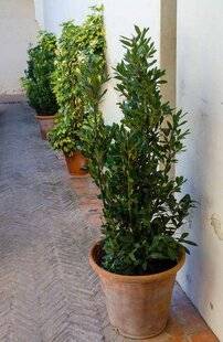 Hors-Séries 251 LE LAURIER-SAUCE (LAURUS NOBILIS)
