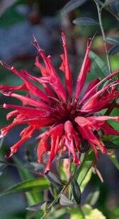 Hors-Séries 251 LA MONARDE (MONARDA DIDYMA)