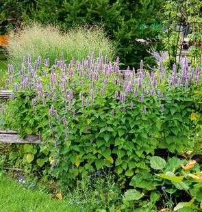 Hors-Séries 251 L'AGASTACHE (AGASTACHE)