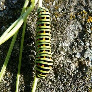 Hors-Séries 251 LE MACHAON