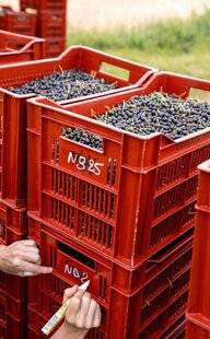 Hors-Séries 251 POURQUOI LE CASSIS POUSSE-T-IL EN CÔTE-D'OR ?