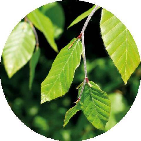 Hors-Séries 252 SPÉCIAL ARBRES