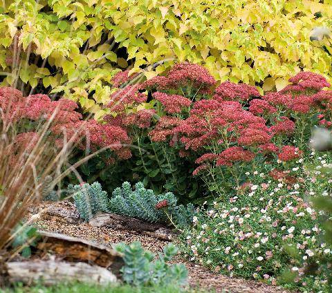 Hors-Séries 252 Les plantes couvre-sols