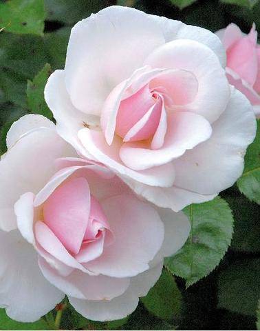 Hors-Séries 253 ROSE PÂLE, DOUX, TENDRE…