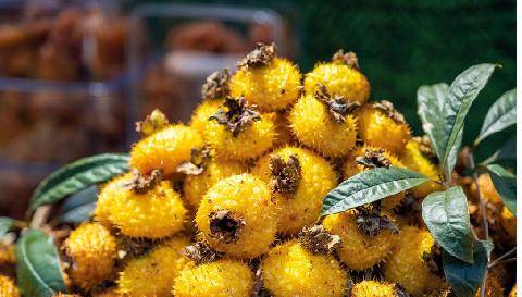 Hors-Séries 253 LES PLUS BEAUX FRUITS