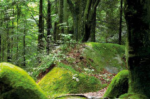 Hors-Séries 253 MOUSSES, FOUGÈRES ET LICHENS DE L’OMBRE