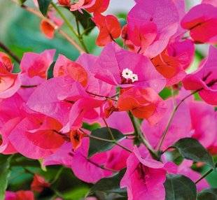 L'Ami des Jardins 1101 Superbe bougainvillée
