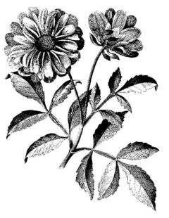 L'Ami des Jardins 1101 LES PLUS BEAUX DAHLIAS généreux et sans effort…