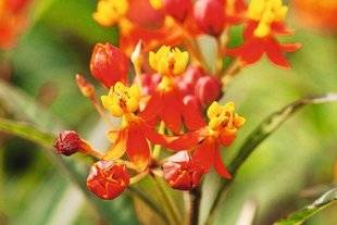 L'Ami des Jardins 1101 L'ÉTÉ, PLACE AUX COULEURS DE FEU