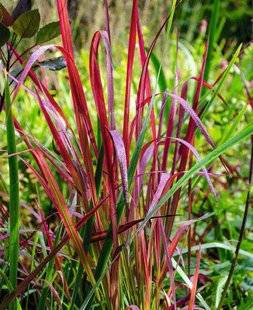 L'Ami des Jardins 1101 L'AUTOMNE AUSSI AIME LA COULEUR