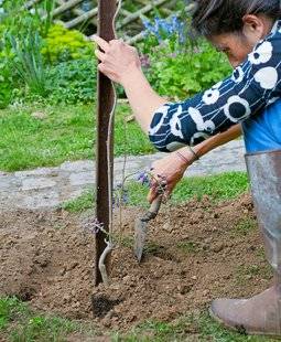L'Ami des Jardins 1101 Planter une glycine