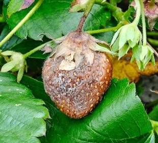 L'Ami des Jardins 1101 UNE LEVURE CONTRE LES CHAMPIGNONS !