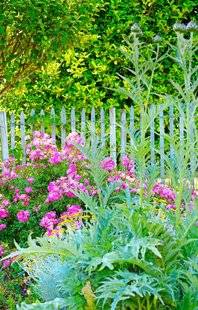 L'Ami des Jardins 1101 DES ARTICHAUTS DANS LES MASSIFS ?